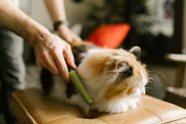 Les meilleurs furminateurs