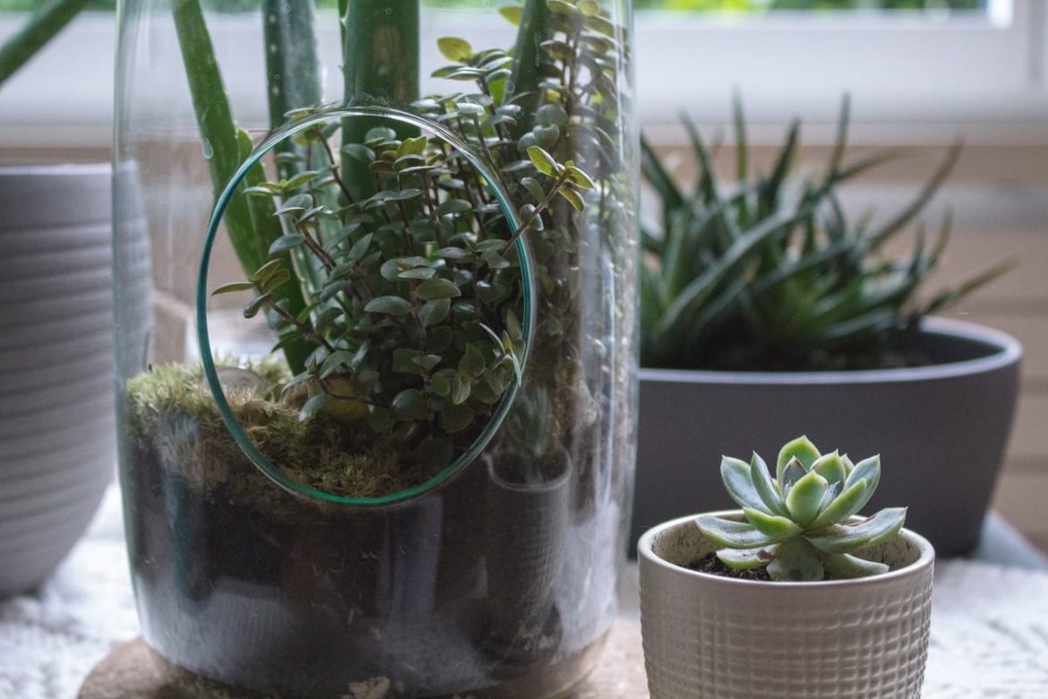 Les meilleurs terrariums