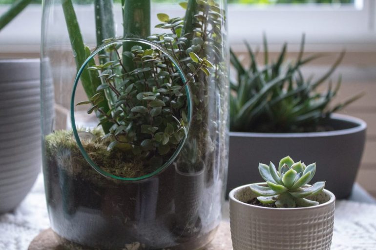 Les meilleurs terrariums